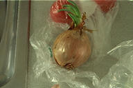 illustrative onion