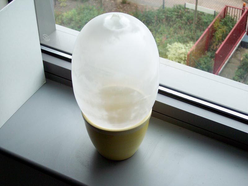 luminous inflated condom in ceramic flower pot on office window-sill; photo