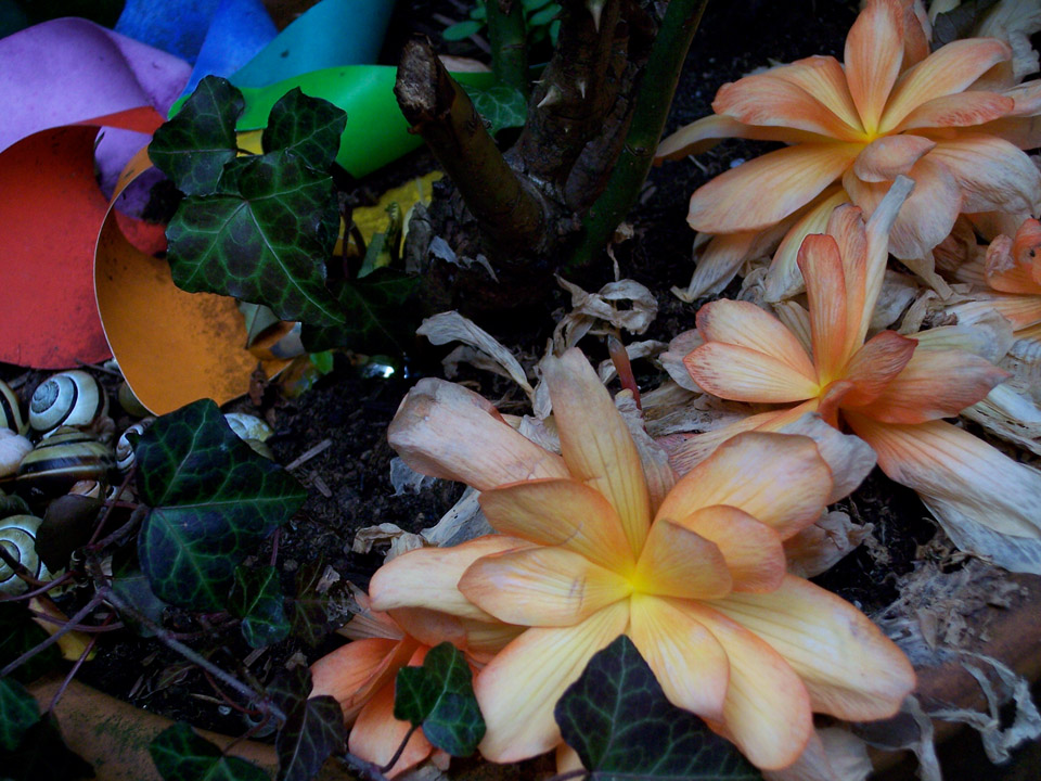 Der Tod im Blumentopf · Windrad, Schneckenhäuser, vergammelnde Blüten; von Efeu überwuchert; Foto