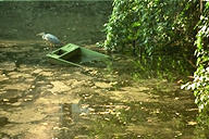 fish-pond with half-sunk boat and heron