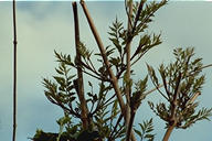 young twigs/leaves of trumpet vine (Campsis radicans aka Bignonia or Tecoma)