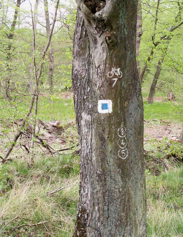 tree trunk marked with various signs; photo